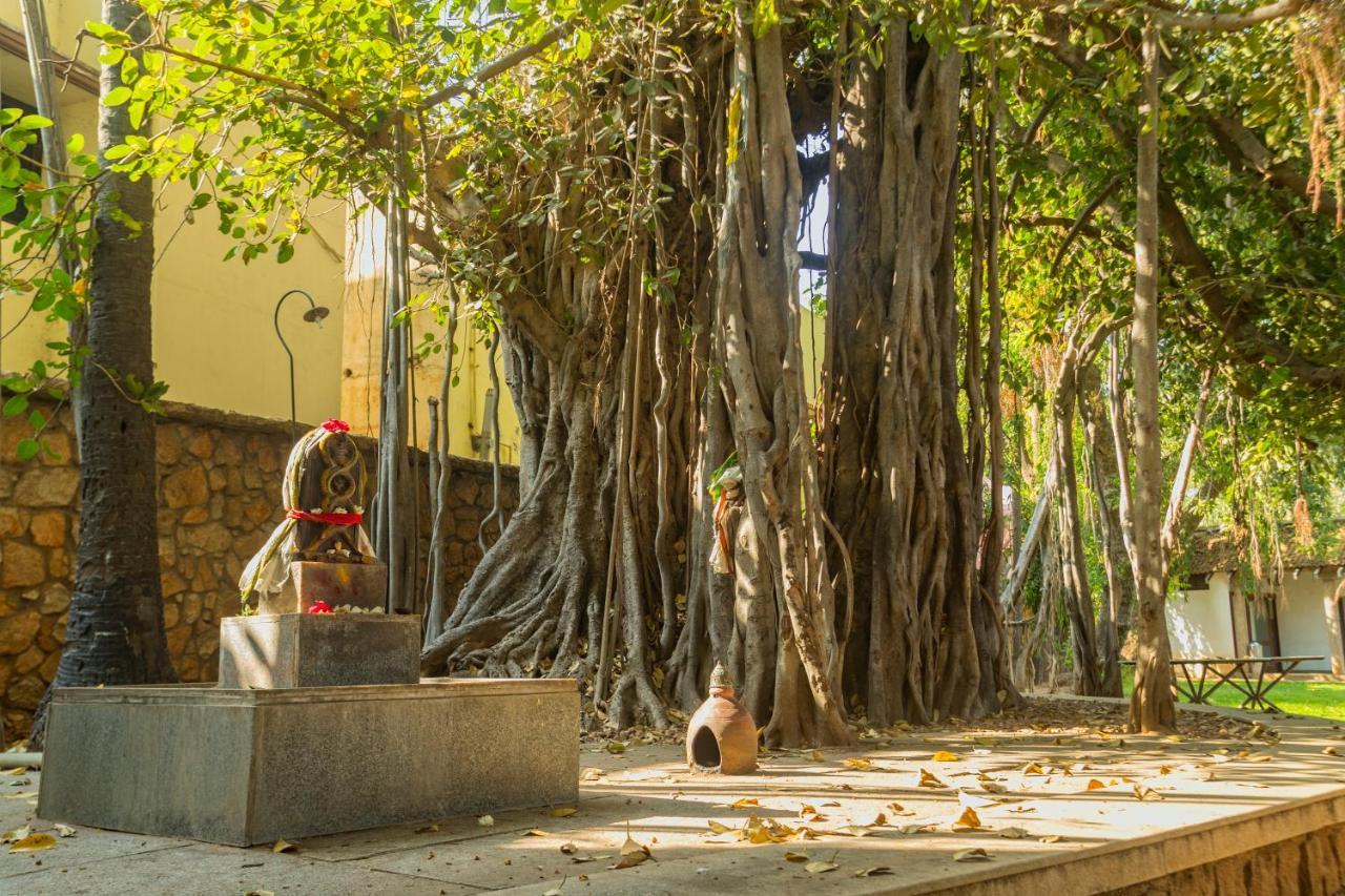 马杜赖遗产酒店 外观 照片 The Banyan Tree at the University of Madras